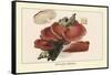 Fistulina Hepatica-William Hamilton Gibson-Framed Stretched Canvas