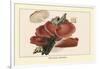 Fistulina Hepatica-William Hamilton Gibson-Framed Art Print