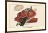 Fistulina Hepatica-William Hamilton Gibson-Framed Art Print