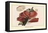 Fistulina Hepatica-William Hamilton Gibson-Framed Stretched Canvas