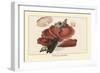 Fistulina Hepatica-William Hamilton Gibson-Framed Art Print