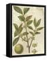 Fitch Leaves I-Walter H. Fitch-Framed Stretched Canvas