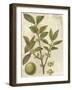 Fitch Leaves I-Walter H. Fitch-Framed Art Print