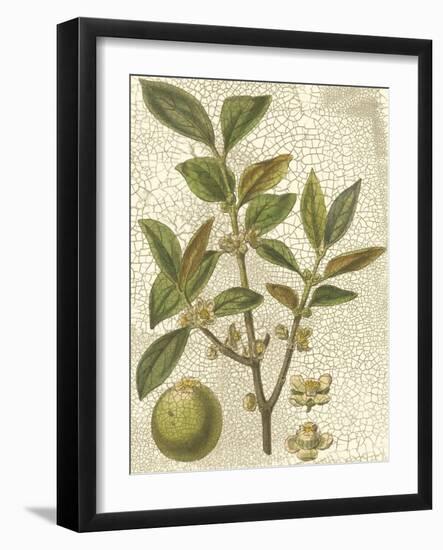 Fitch Leaves I-Walter H. Fitch-Framed Art Print