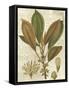 Fitch Leaves IV-Walter H. Fitch-Framed Stretched Canvas