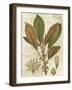 Fitch Leaves IV-Walter H. Fitch-Framed Art Print