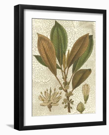 Fitch Leaves IV-Walter H. Fitch-Framed Art Print