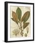 Fitch Leaves IV-Walter H. Fitch-Framed Art Print