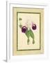 Fitch Orchid I-J. Nugent Fitch-Framed Art Print