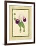 Fitch Orchid I-J. Nugent Fitch-Framed Art Print