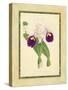 Fitch Orchid I-J. Nugent Fitch-Stretched Canvas