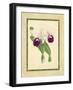Fitch Orchid I-J. Nugent Fitch-Framed Art Print