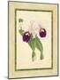 Fitch Orchid I-J. Nugent Fitch-Mounted Art Print