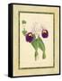 Fitch Orchid I-J. Nugent Fitch-Framed Stretched Canvas