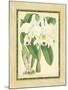 Fitch Orchid III-J. Nugent Fitch-Mounted Art Print