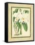 Fitch Orchid III-J. Nugent Fitch-Framed Stretched Canvas