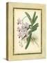 Fitch Orchid V-J. Nugent Fitch-Stretched Canvas