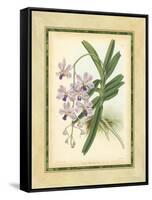 Fitch Orchid V-J. Nugent Fitch-Framed Stretched Canvas