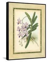 Fitch Orchid V-J. Nugent Fitch-Framed Stretched Canvas