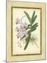 Fitch Orchid V-J. Nugent Fitch-Mounted Art Print