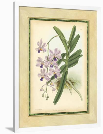 Fitch Orchid V-J. Nugent Fitch-Framed Art Print