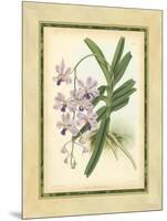 Fitch Orchid V-J. Nugent Fitch-Mounted Art Print