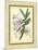 Fitch Orchid V-J. Nugent Fitch-Mounted Art Print