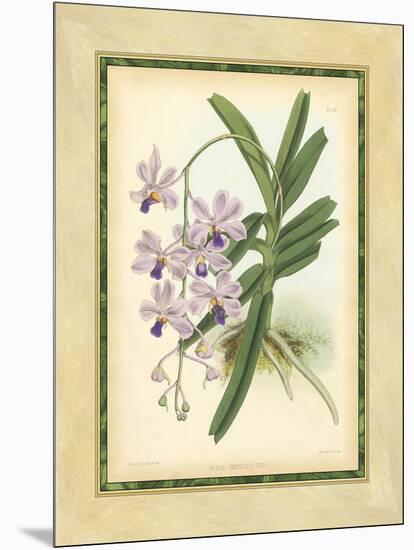 Fitch Orchid V-J. Nugent Fitch-Mounted Art Print