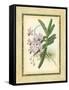 Fitch Orchid V-J. Nugent Fitch-Framed Stretched Canvas
