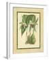 Fitch Orchid VI-J. Nugent Fitch-Framed Art Print