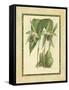 Fitch Orchid VI-J. Nugent Fitch-Framed Stretched Canvas