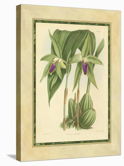 Fitch Orchid VI-J. Nugent Fitch-Stretched Canvas