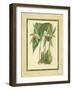 Fitch Orchid VI-J. Nugent Fitch-Framed Art Print