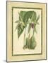 Fitch Orchid VI-J. Nugent Fitch-Mounted Art Print