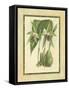 Fitch Orchid VI-J. Nugent Fitch-Framed Stretched Canvas