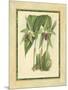 Fitch Orchid VI-J. Nugent Fitch-Mounted Art Print