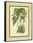 Fitch Orchid VI-J. Nugent Fitch-Framed Stretched Canvas