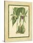 Fitch Orchid VI-J. Nugent Fitch-Stretched Canvas