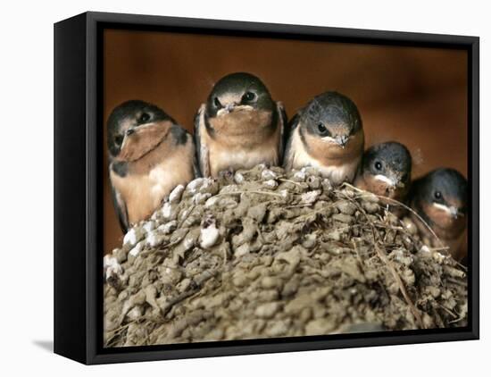 Five Baby Barn Swallows Peer out from Their Nest-null-Framed Stretched Canvas