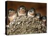 Five Baby Barn Swallows Peer out from Their Nest-null-Stretched Canvas