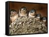 Five Baby Barn Swallows Peer out from Their Nest-null-Framed Stretched Canvas