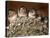 Five Baby Barn Swallows Peer out from Their Nest-null-Stretched Canvas