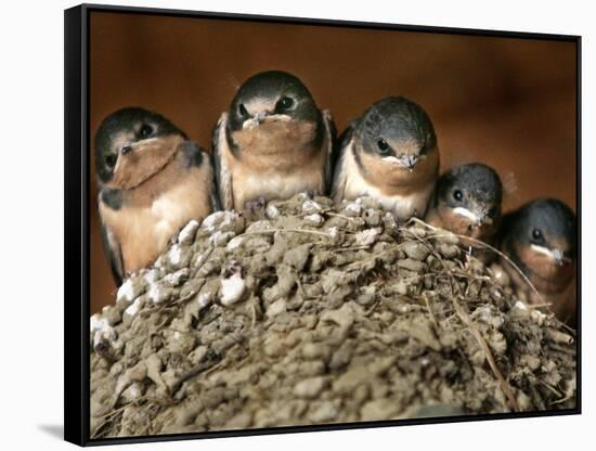 Five Baby Barn Swallows Peer out from Their Nest-null-Framed Stretched Canvas