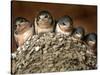 Five Baby Barn Swallows Peer out from Their Nest-null-Stretched Canvas