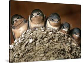 Five Baby Barn Swallows Peer out from Their Nest-null-Stretched Canvas