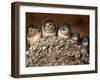 Five Baby Barn Swallows Peer out from Their Nest-null-Framed Premium Photographic Print