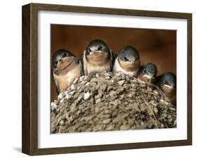 Five Baby Barn Swallows Peer out from Their Nest-null-Framed Premium Photographic Print