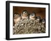 Five Baby Barn Swallows Peer out from Their Nest-null-Framed Premium Photographic Print