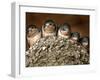 Five Baby Barn Swallows Peer out from Their Nest-null-Framed Premium Photographic Print