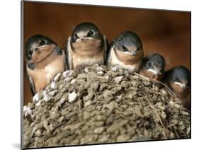 Five Baby Barn Swallows Peer out from Their Nest-null-Mounted Premium Photographic Print